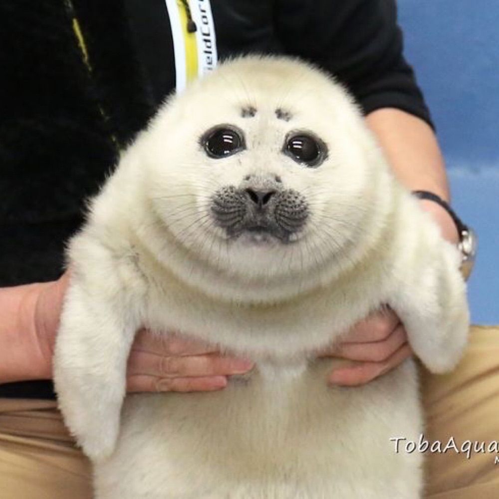Seal