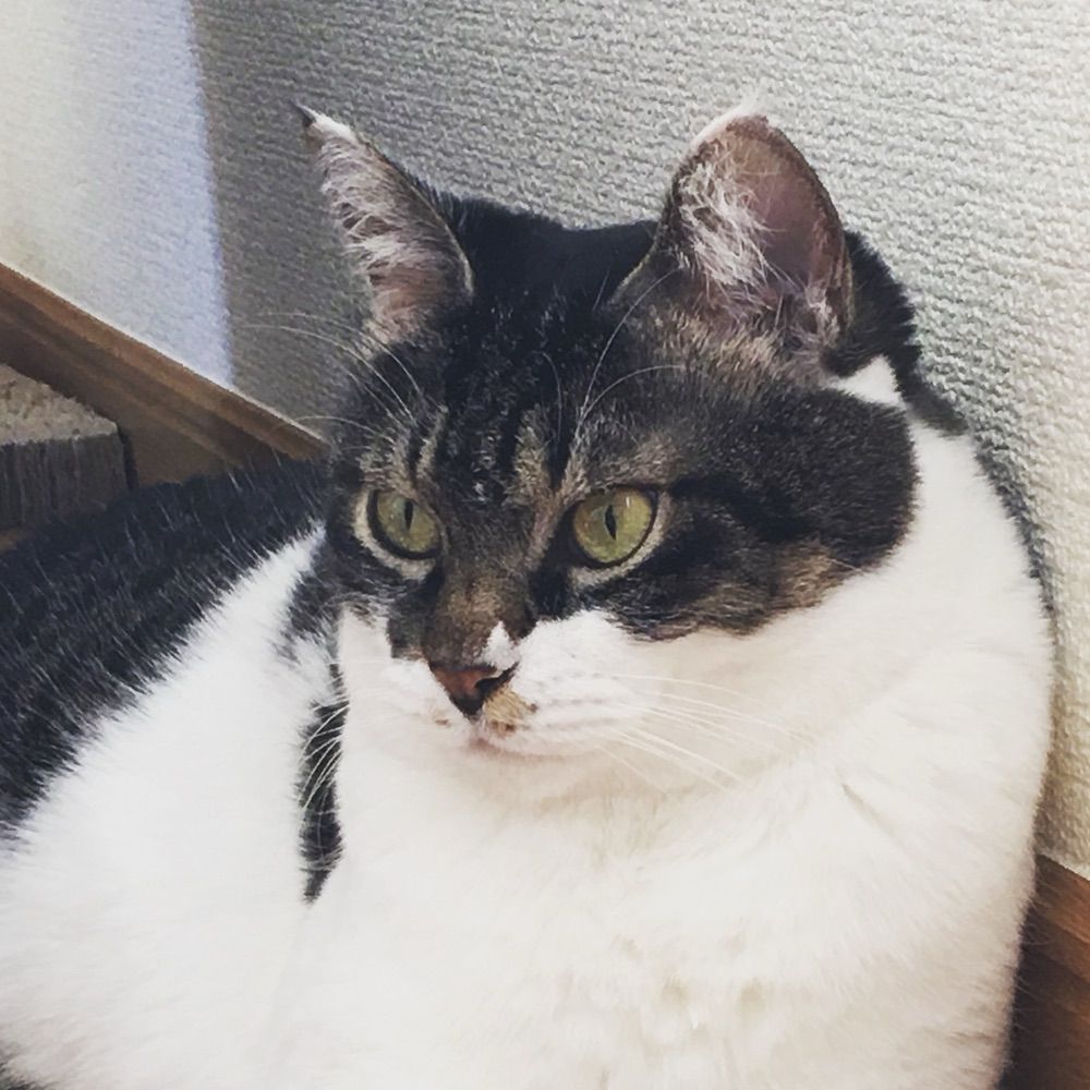 miqico