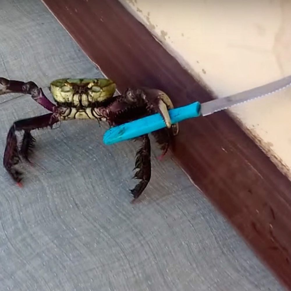 Atleast12Crabs
