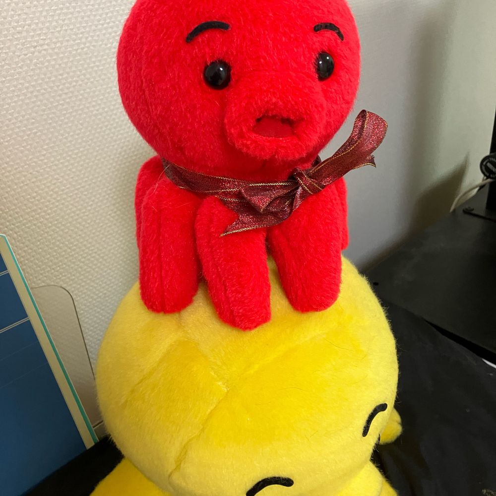 軽井沢の野良猫