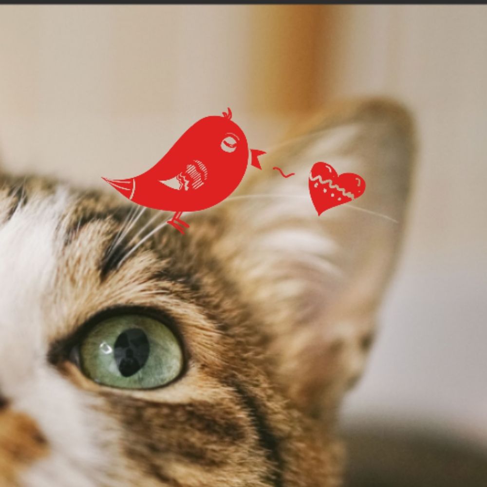 mimikoi