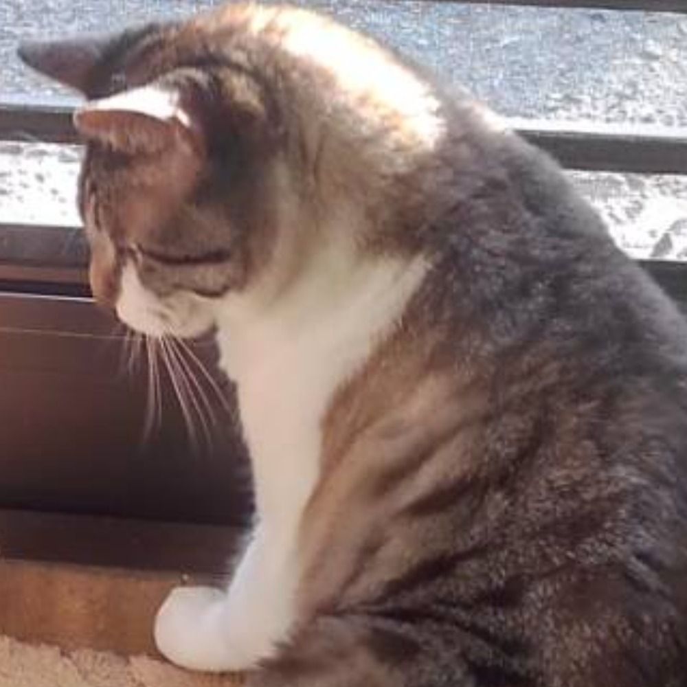 ぽむぽむ
