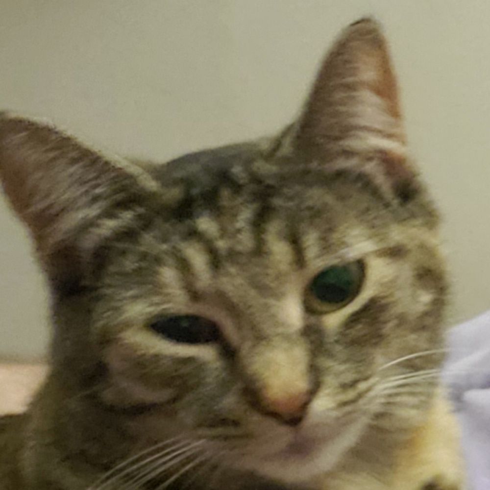 DatCat