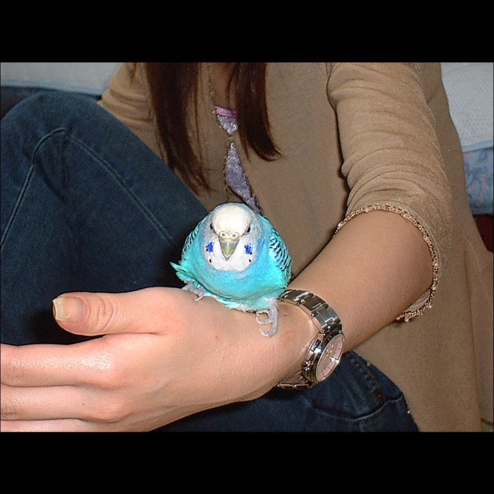 ゆき🐤