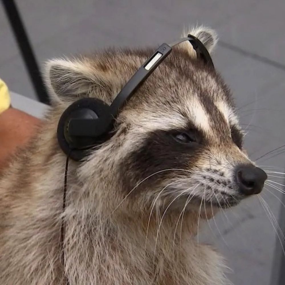 RACCOON