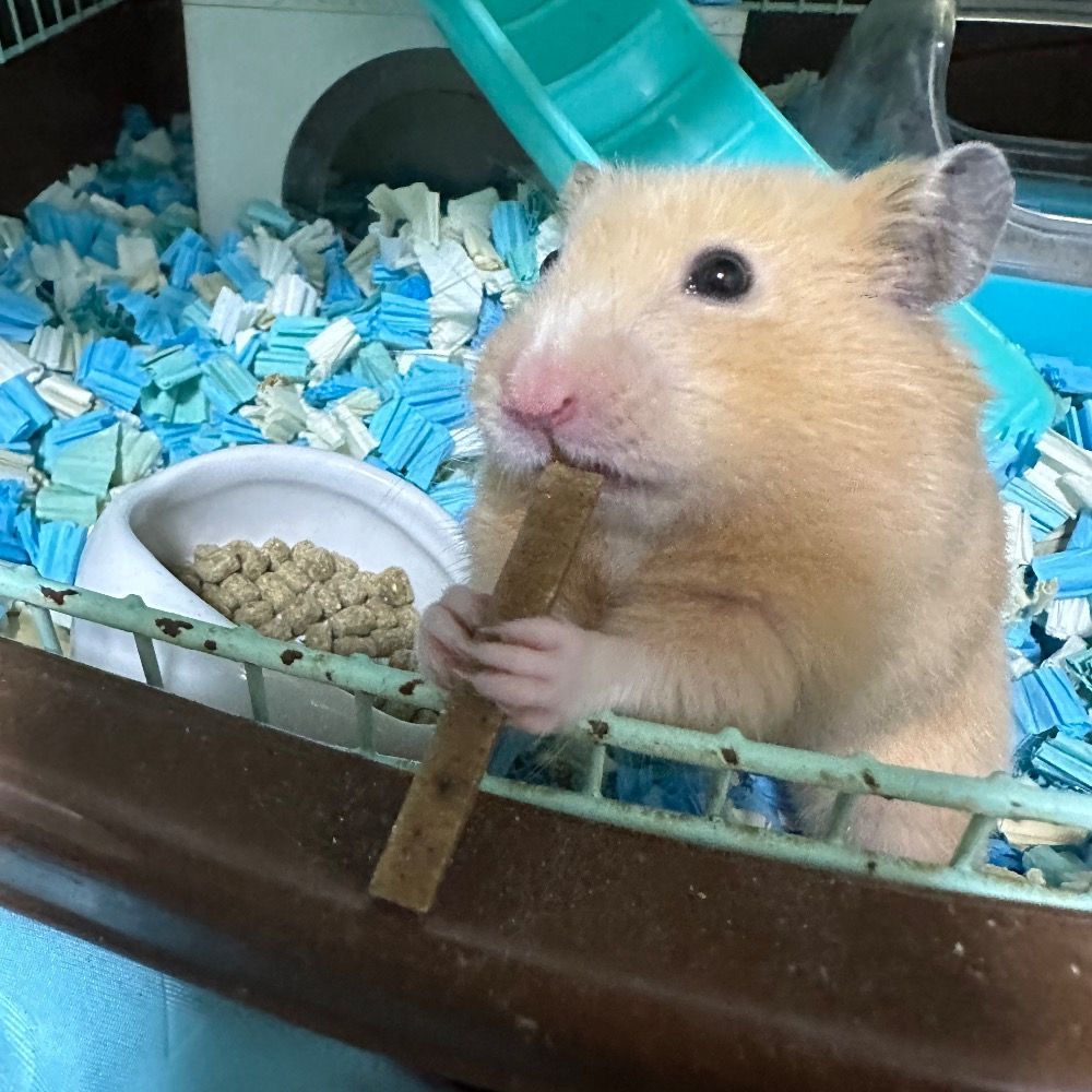 Non(チョパ)