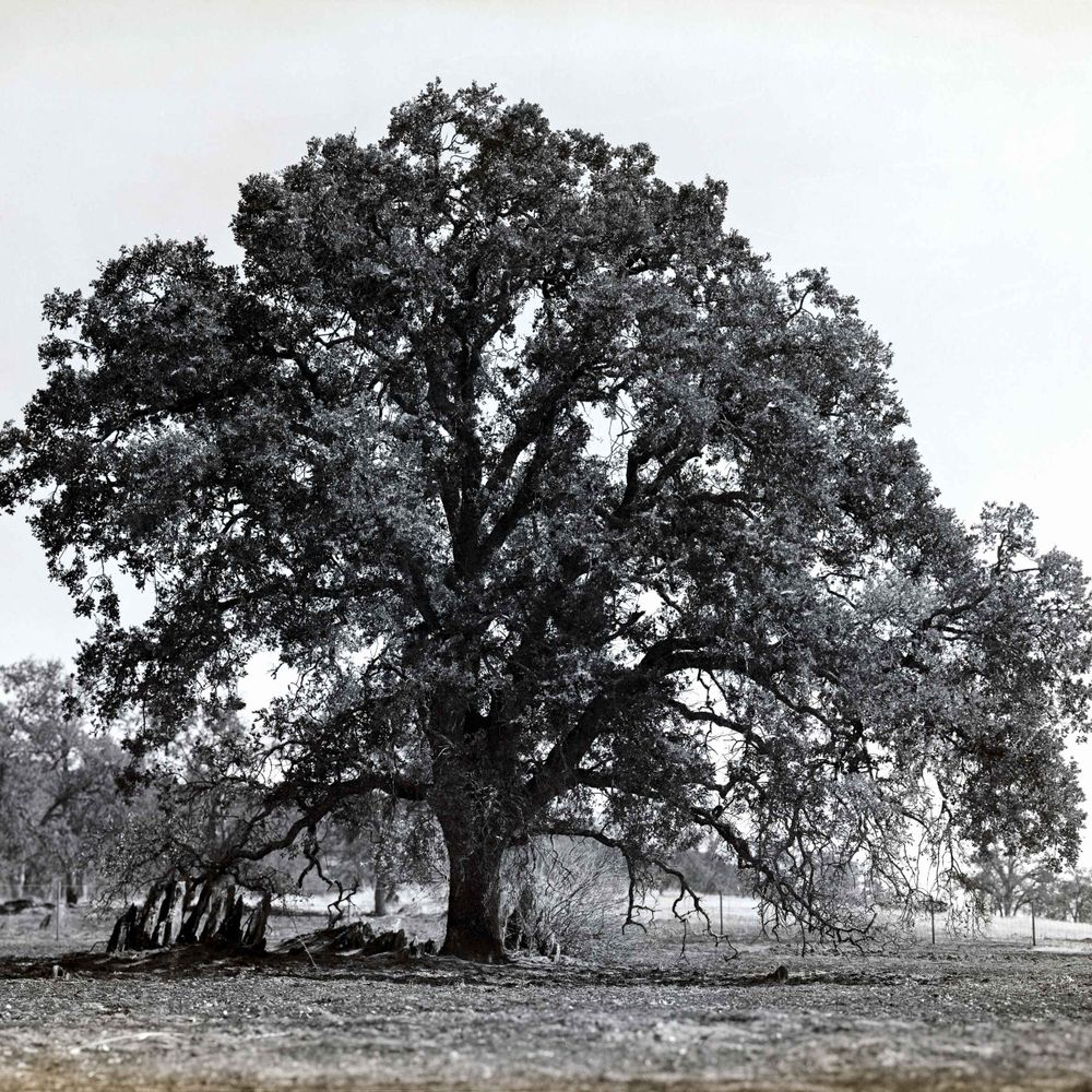 Chris Roush