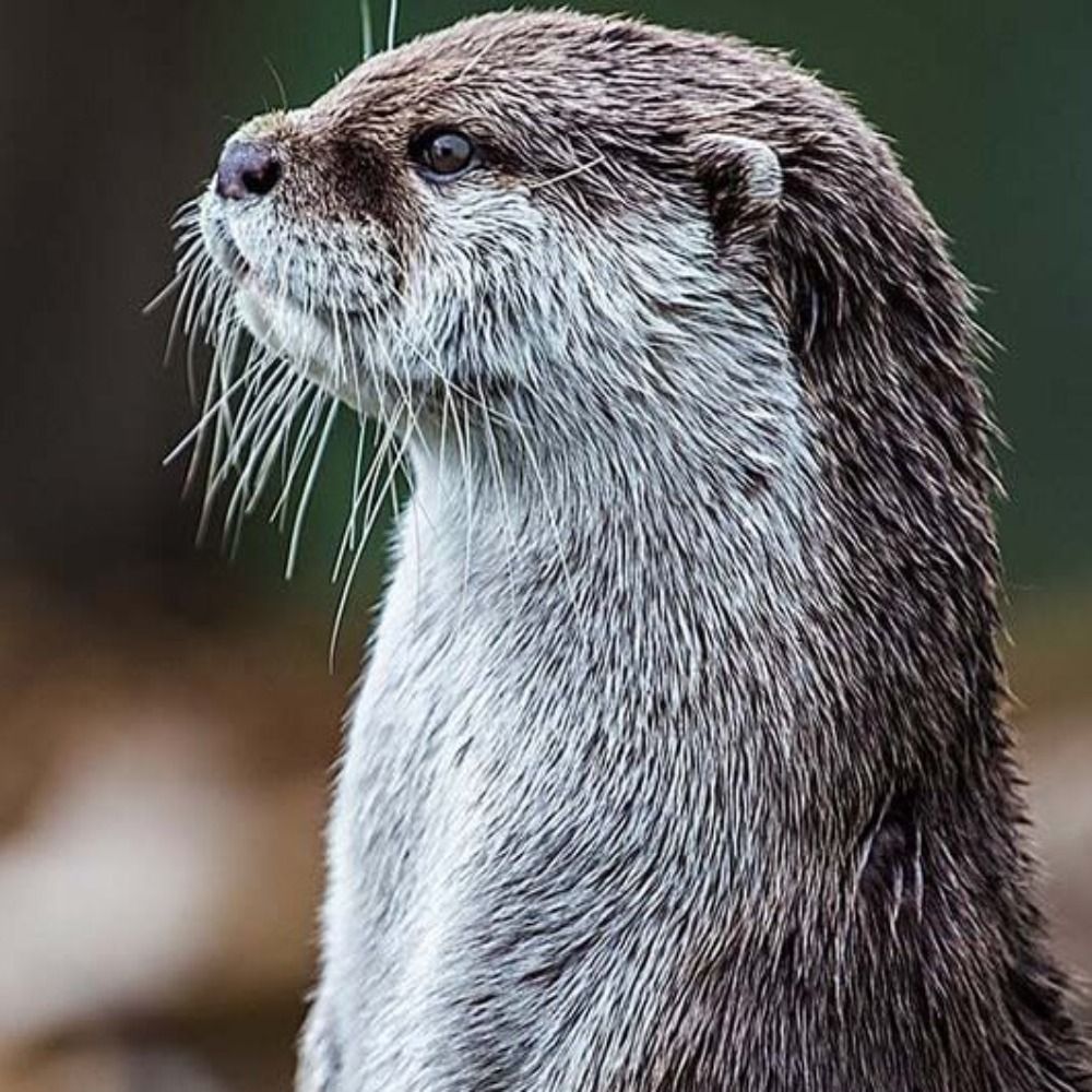 Otter