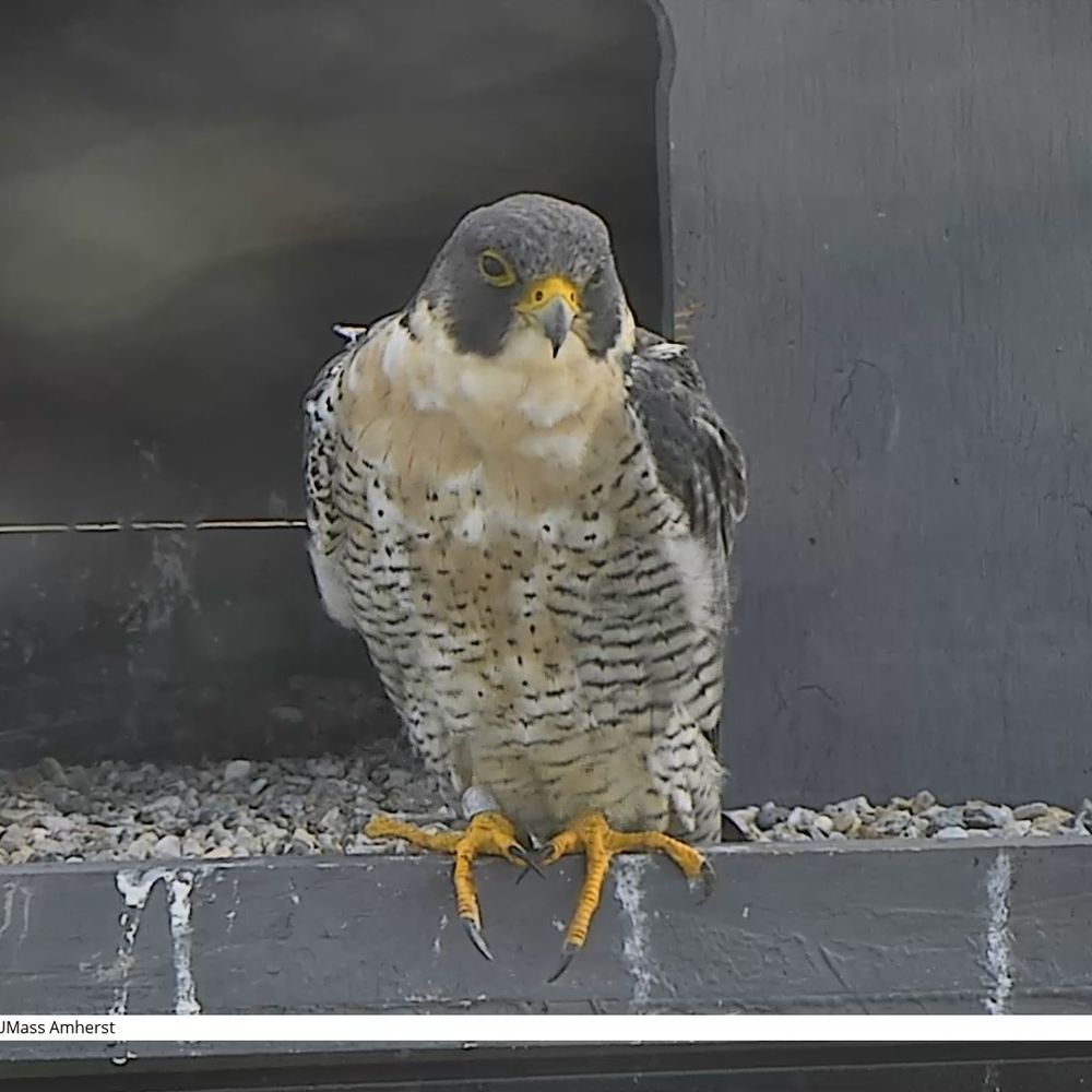 Du Bois Falcons