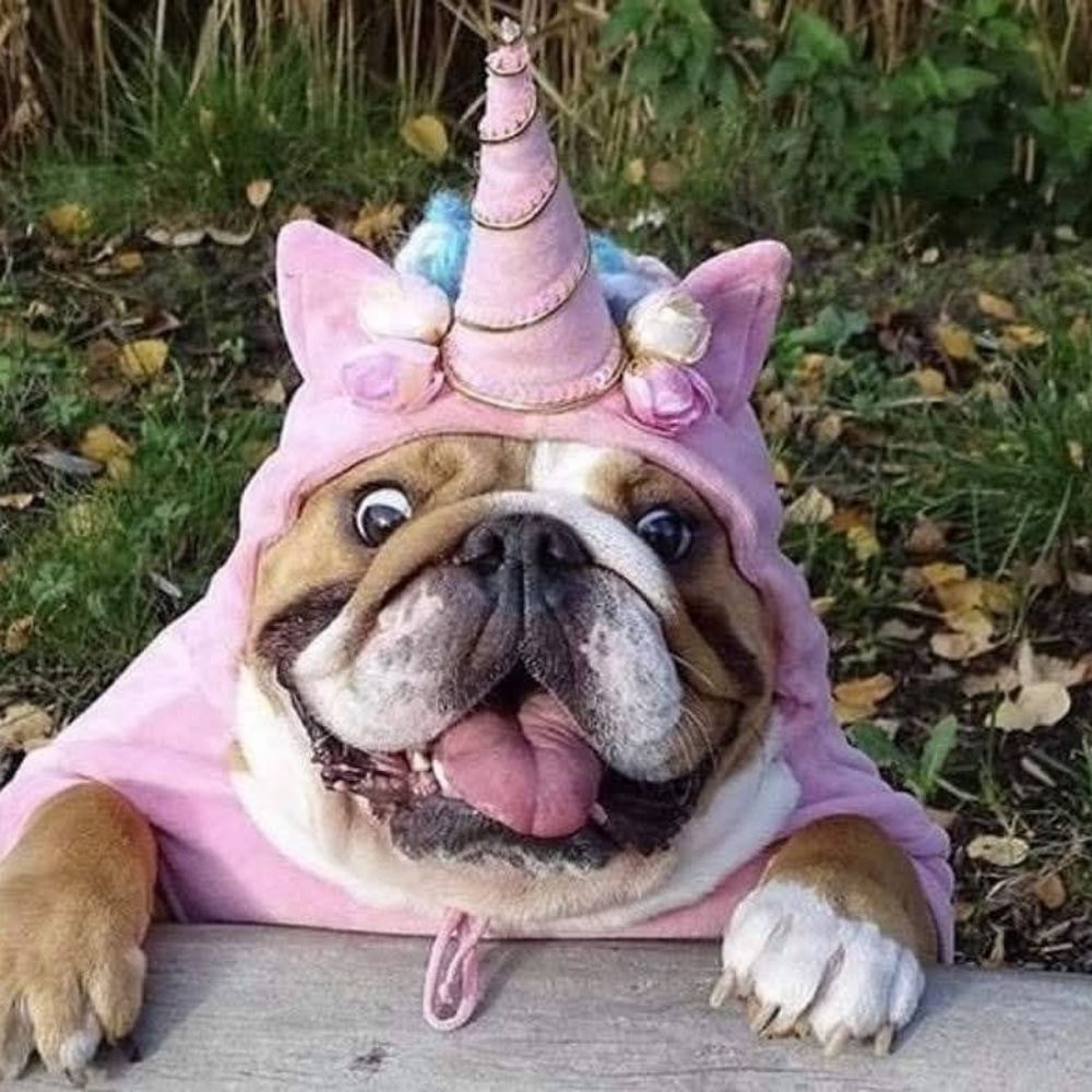DharmaDogLuv