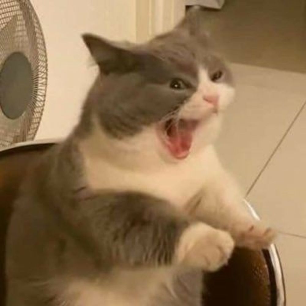 dddd