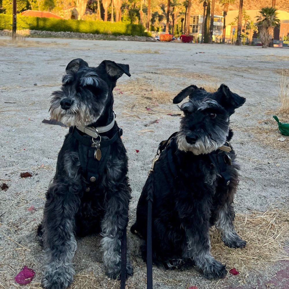 Su Sazama + Fitz Fitzgerald (Harold + Maude Schnauzers)