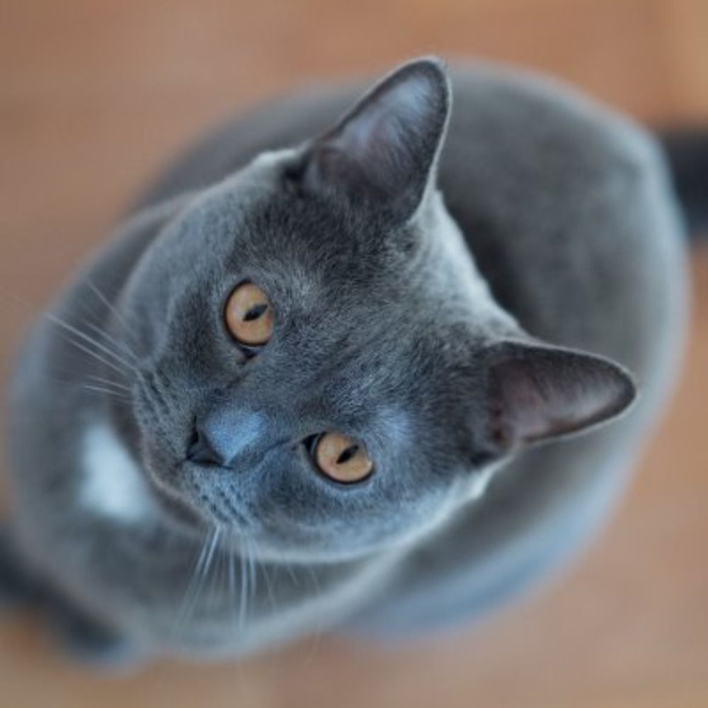 車と猫好き夫婦