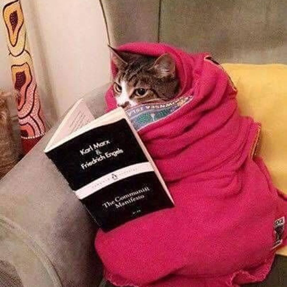 devrimci bi kedi