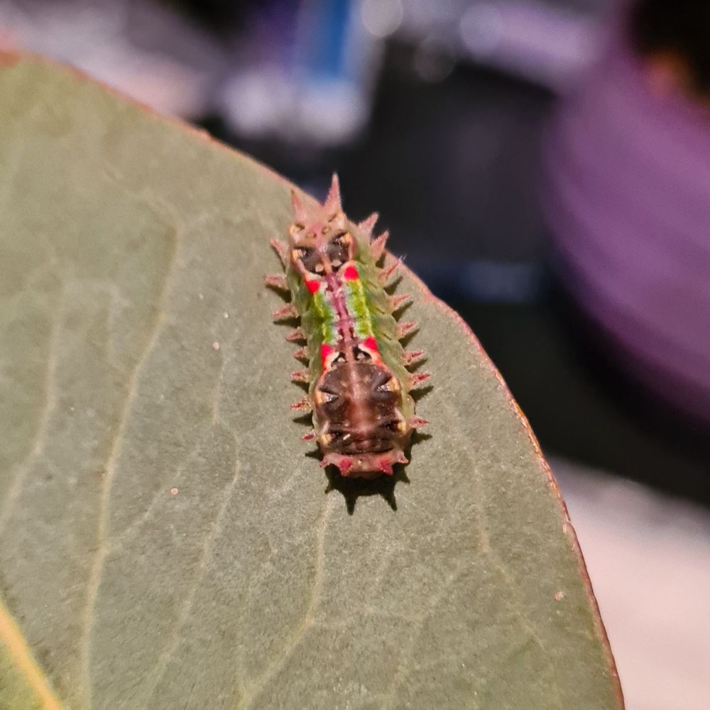 🐛 