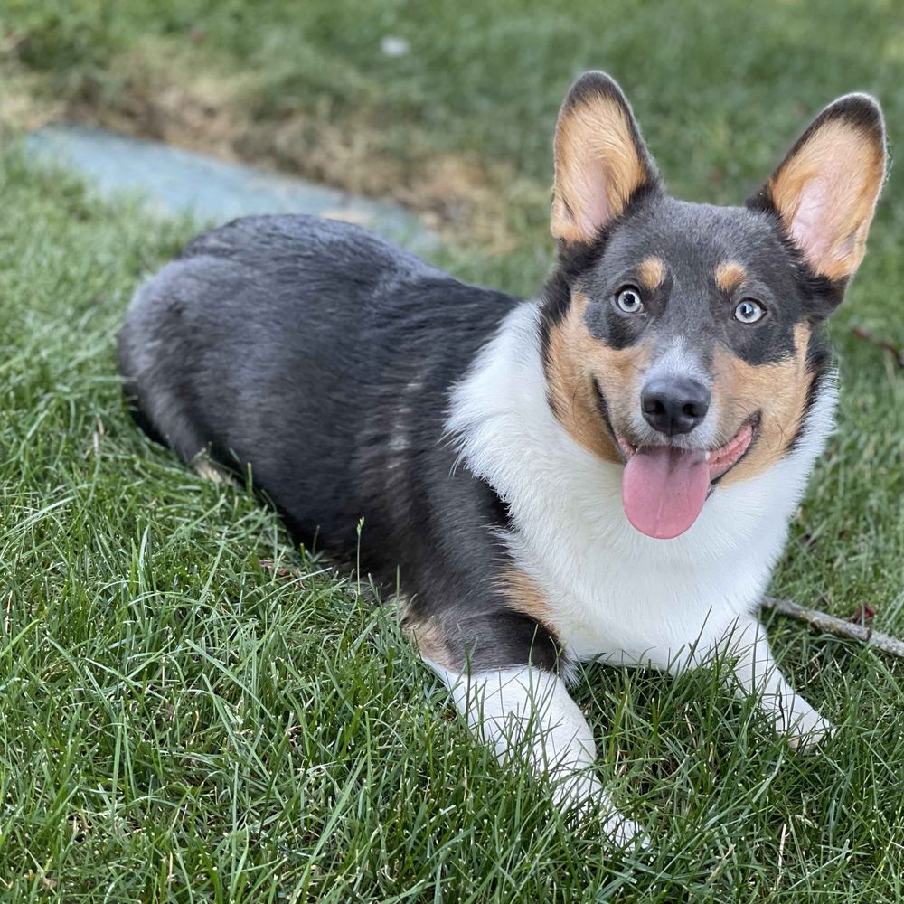 Cooper the Corgi