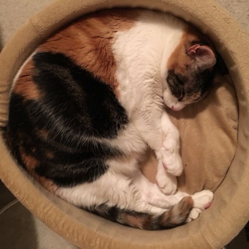 CatJediKnight