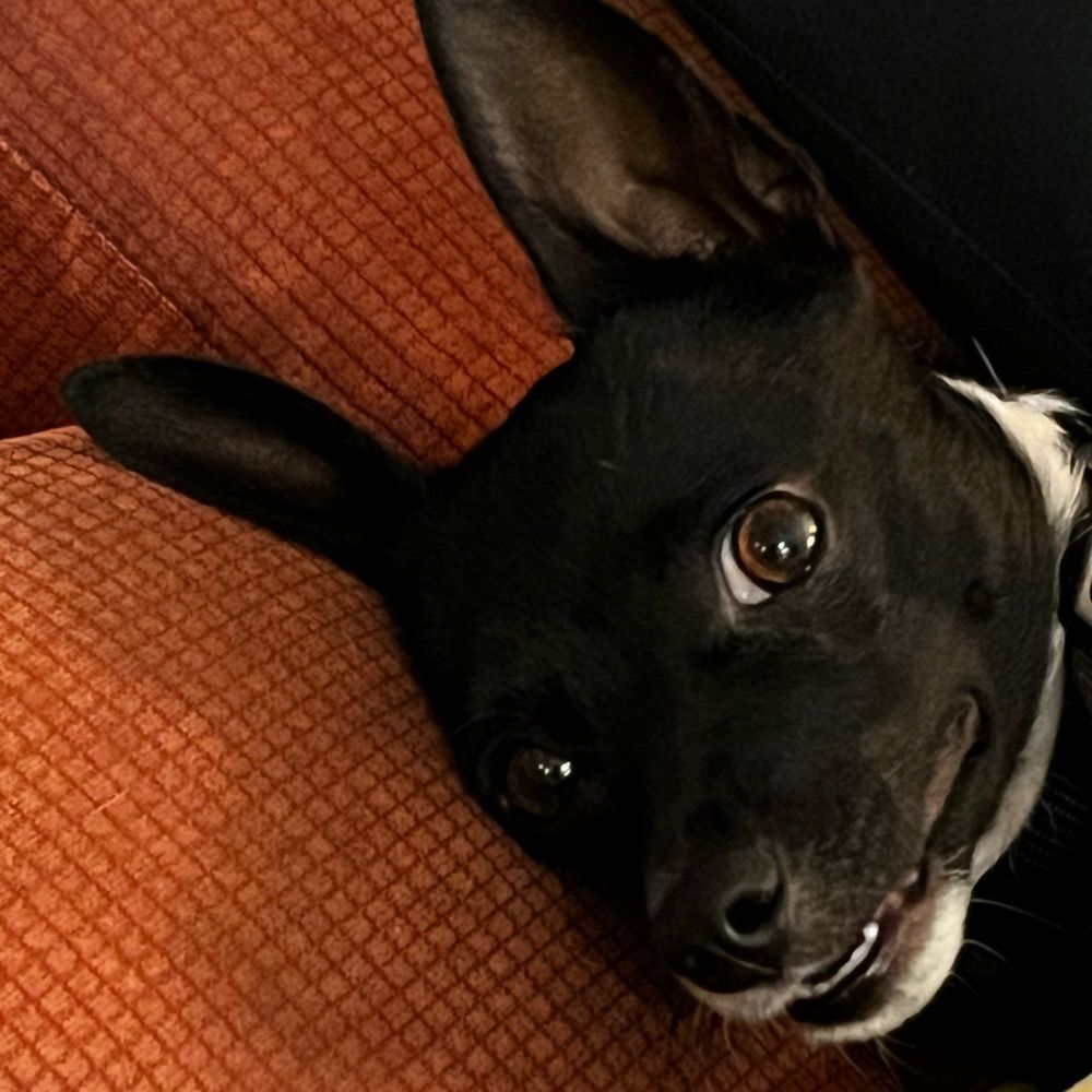 Ali