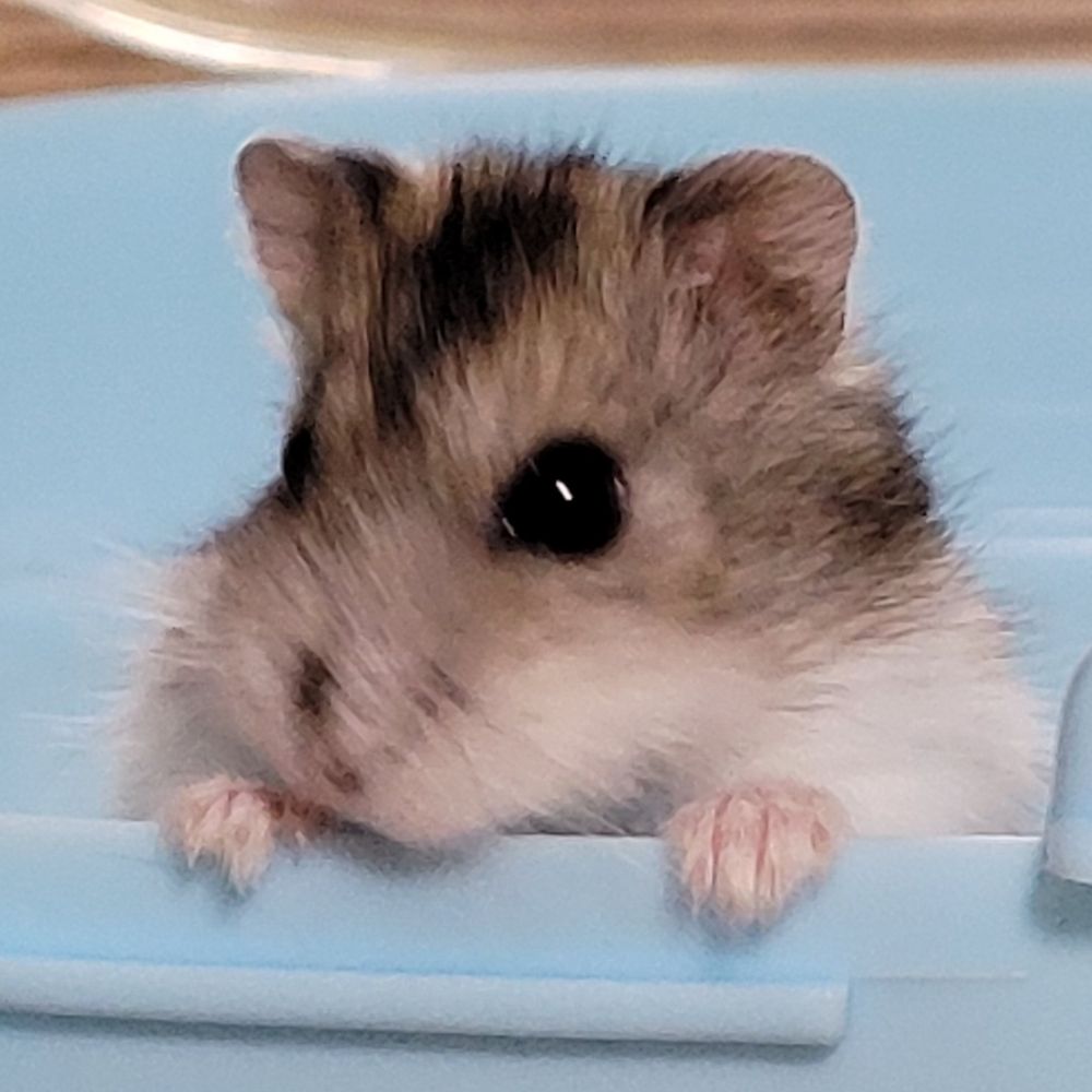 쿠키
