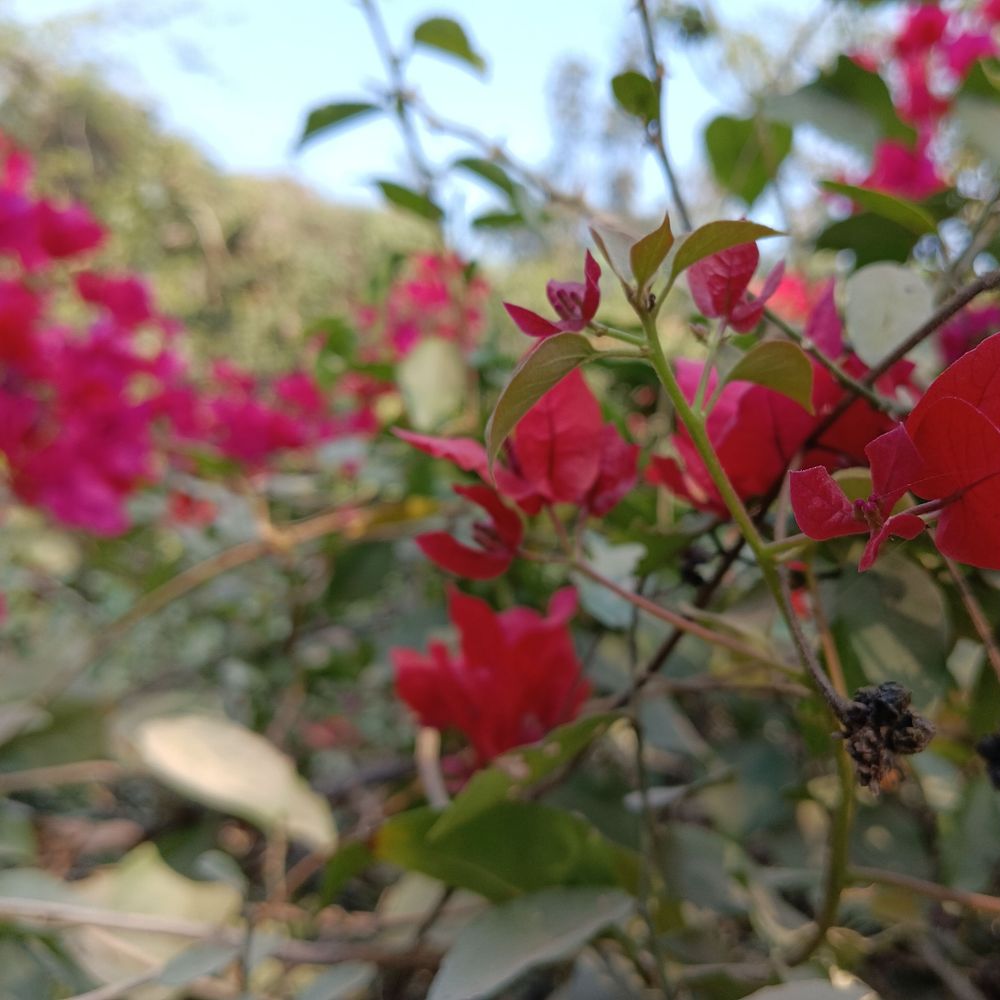 A Plant