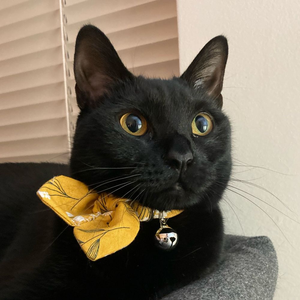 pepperomeow