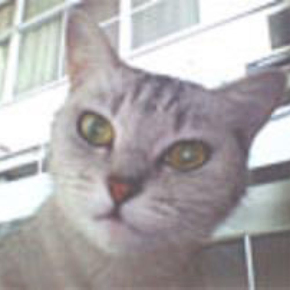 Raynyan