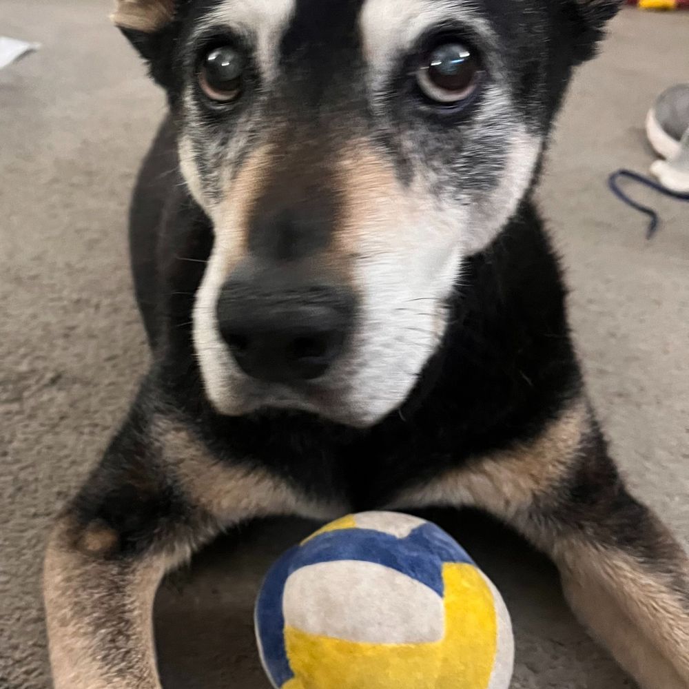 Prof. Woofington