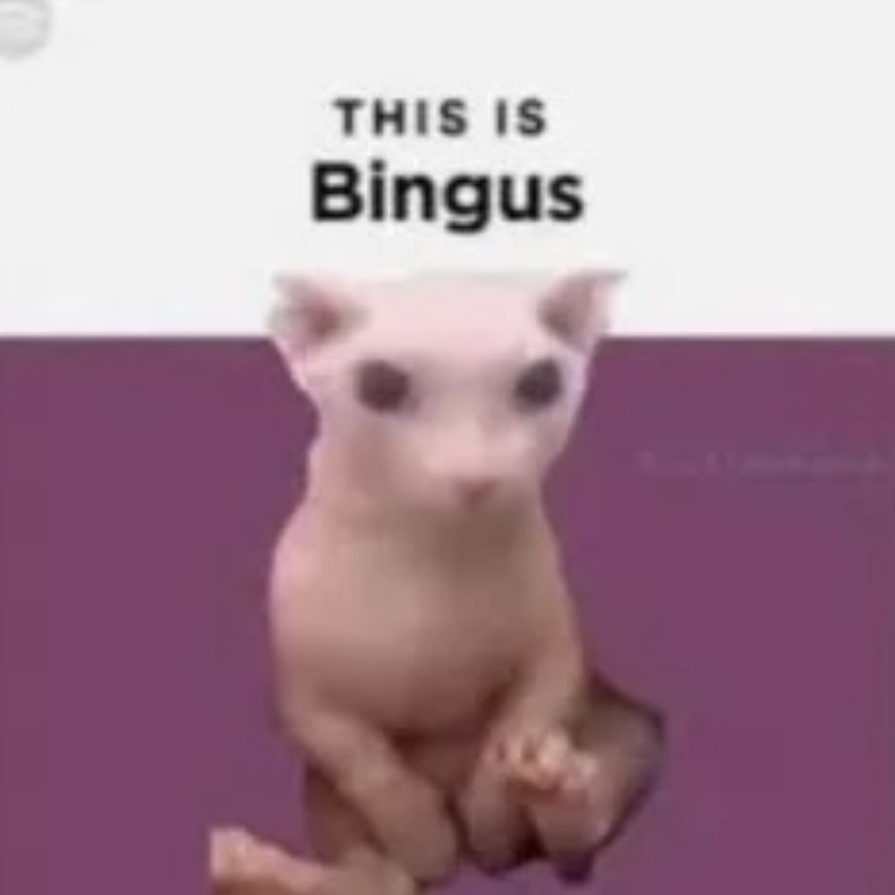 Bob Bingy