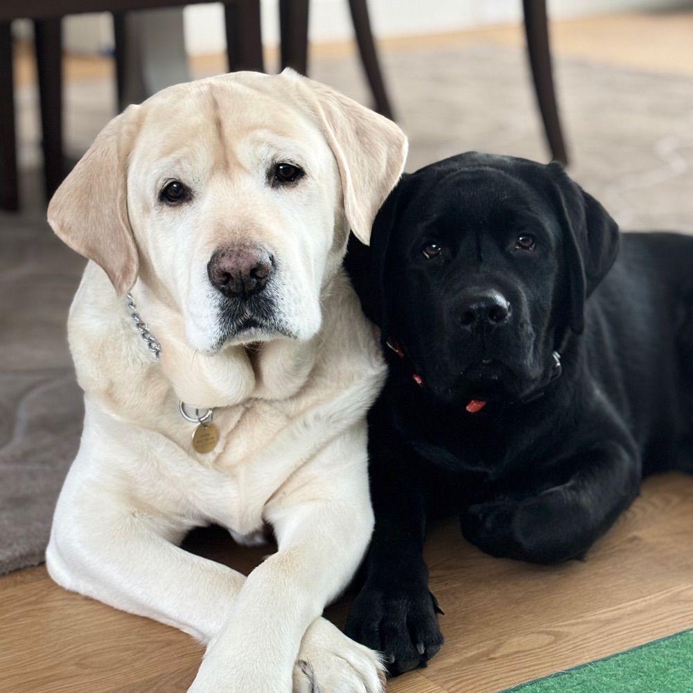 Sister Golden Hair
