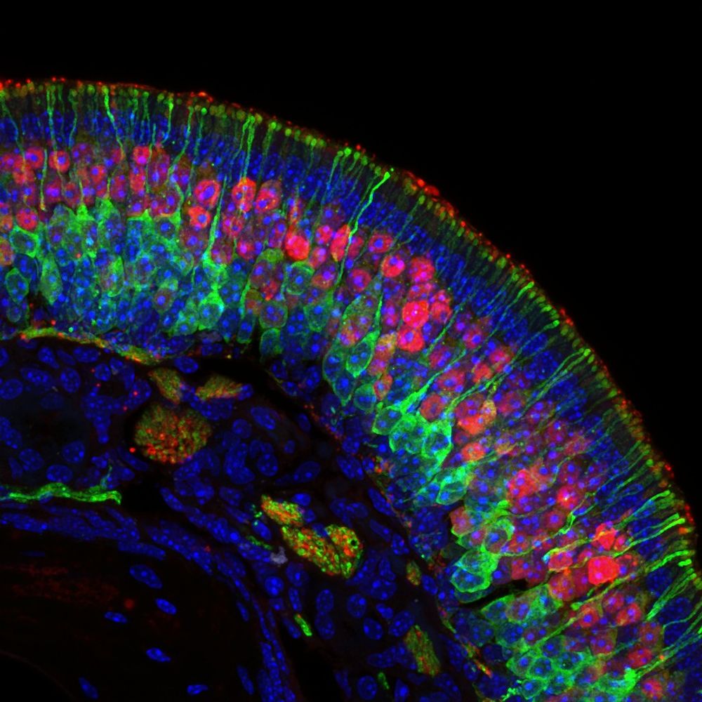 Neurobiology Imaging Facility at Harvard Medical