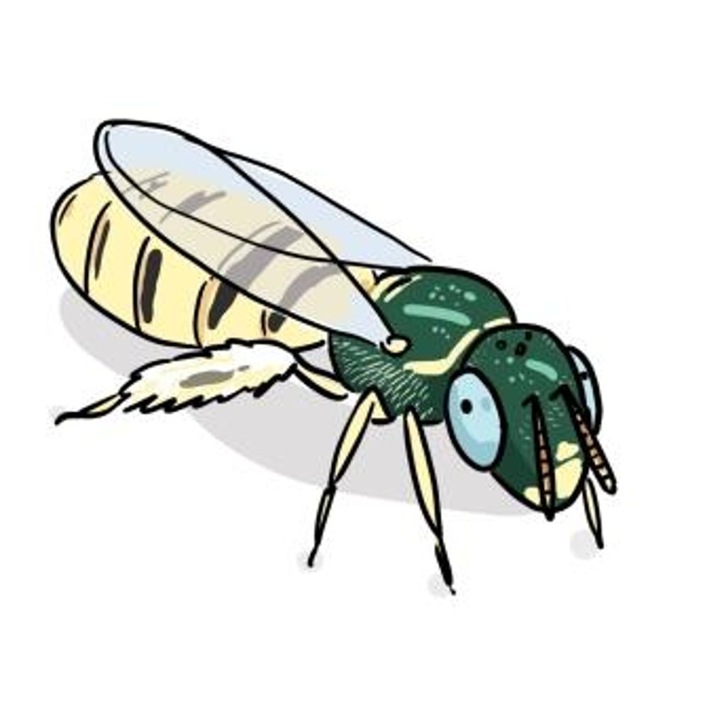 Non-honey bees (Justyna Kierat)