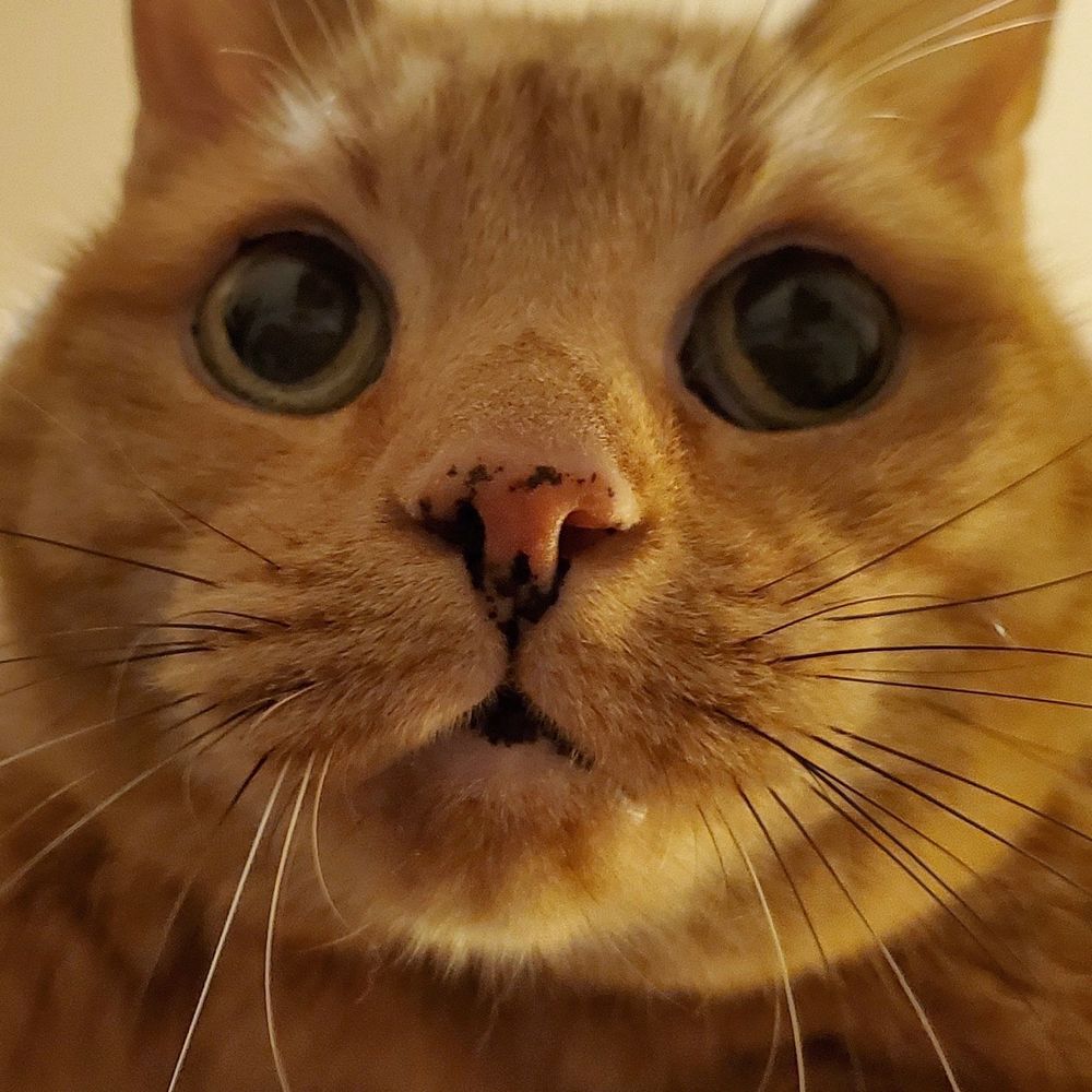 Gus the cat