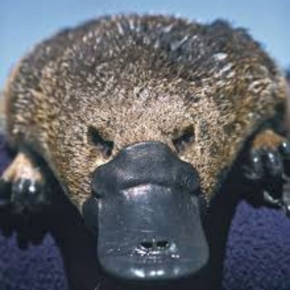 Vítor