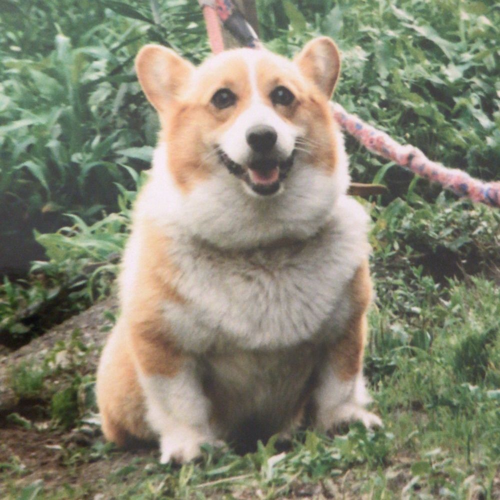 新夜