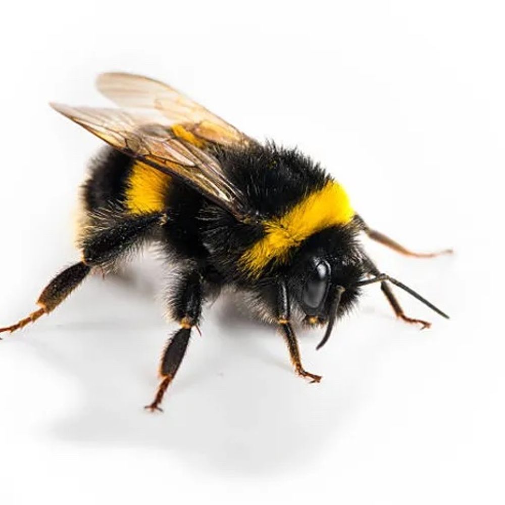 CitizenScience IO