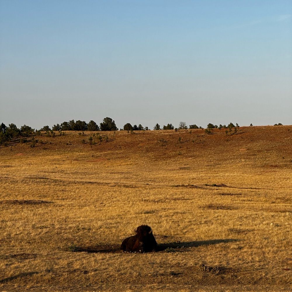 Steve the Bison