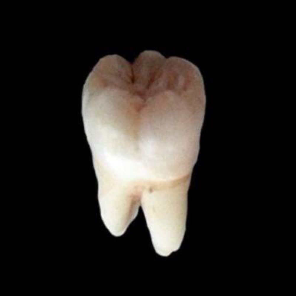ang 🦷