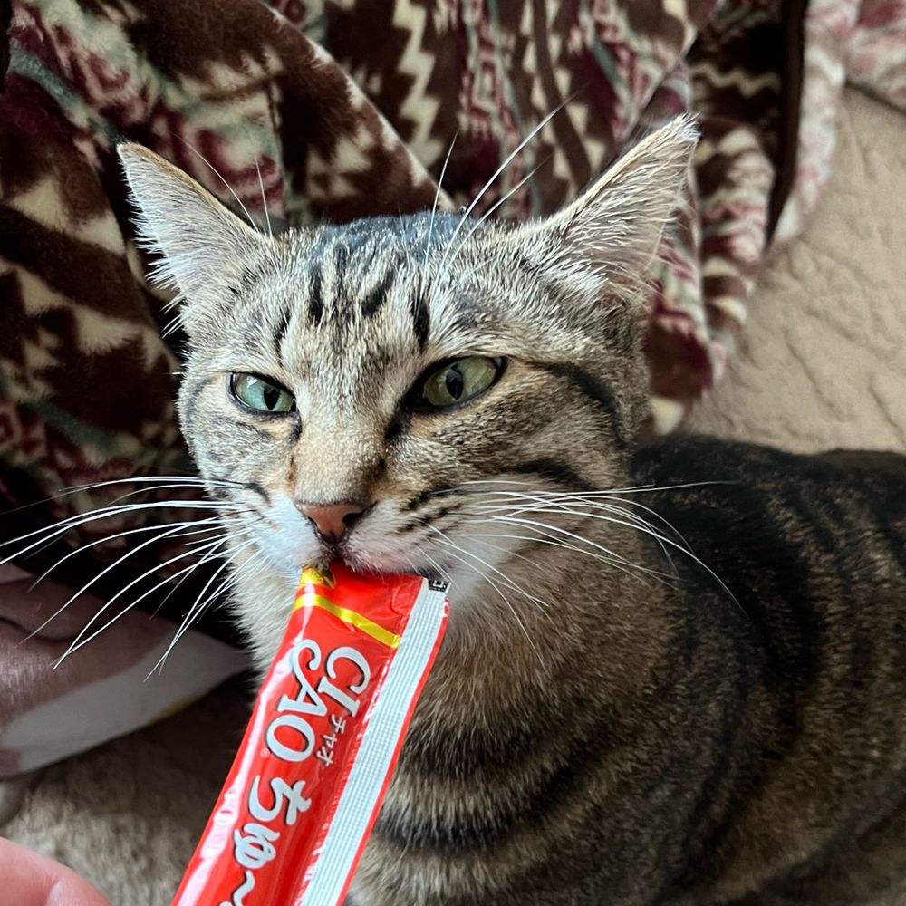 楓