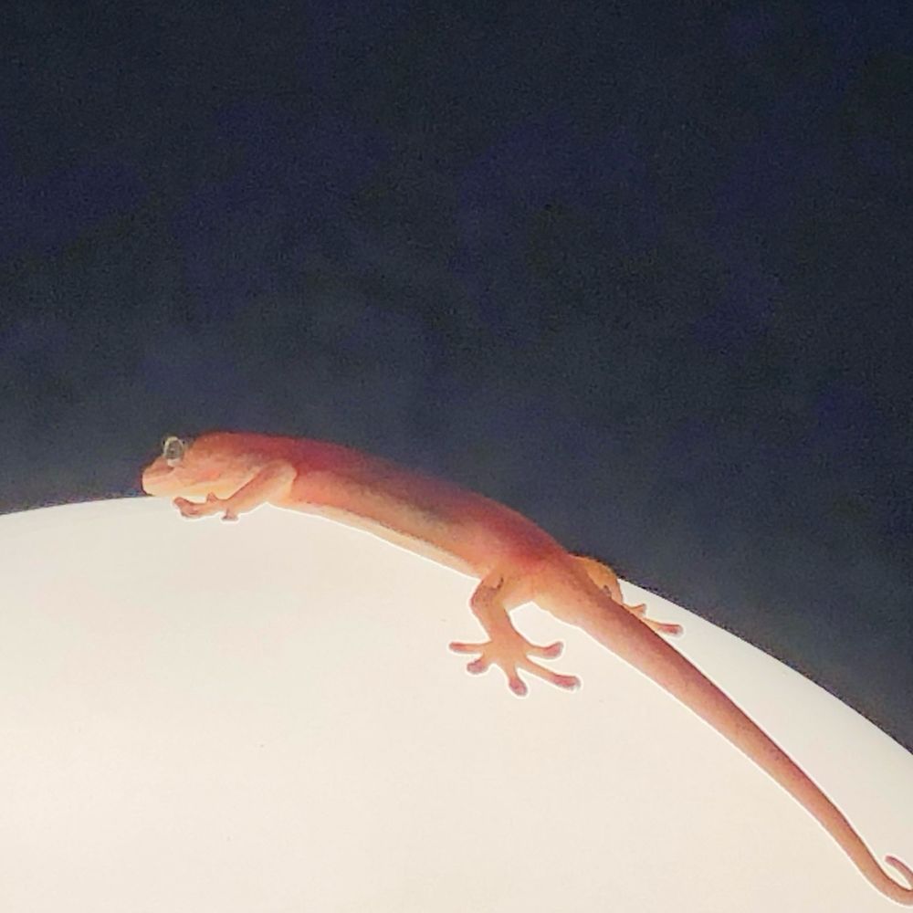 わりかん