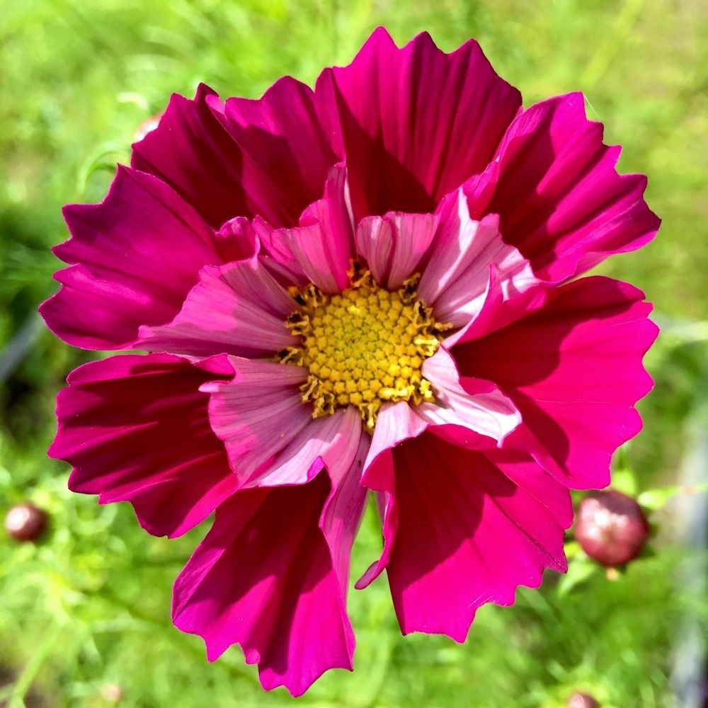 Cheri Falk
