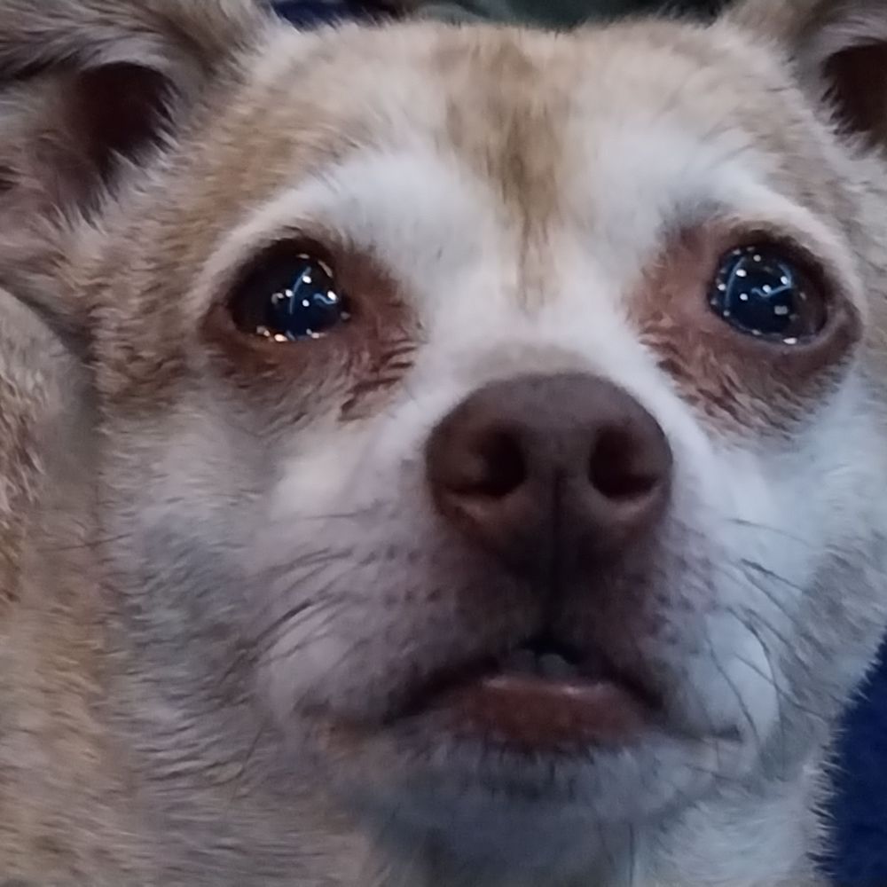 Syd