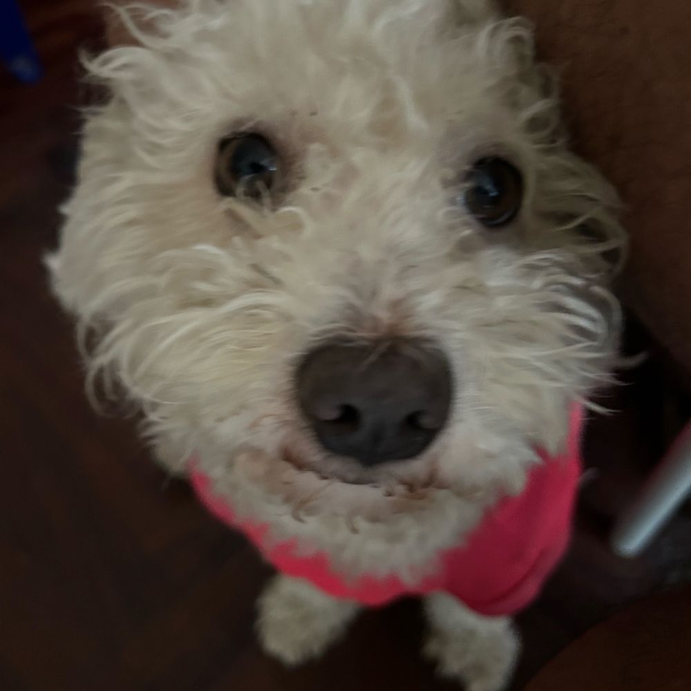 mimi