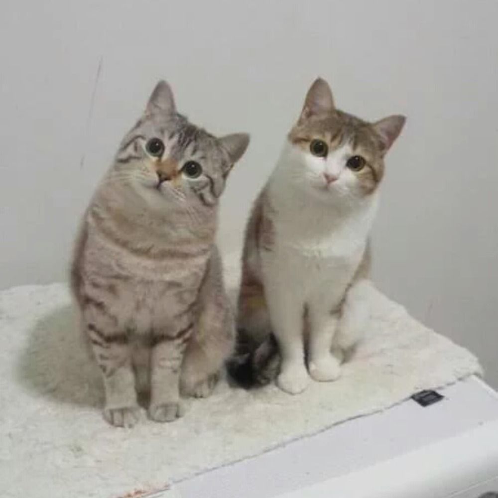 시뮤