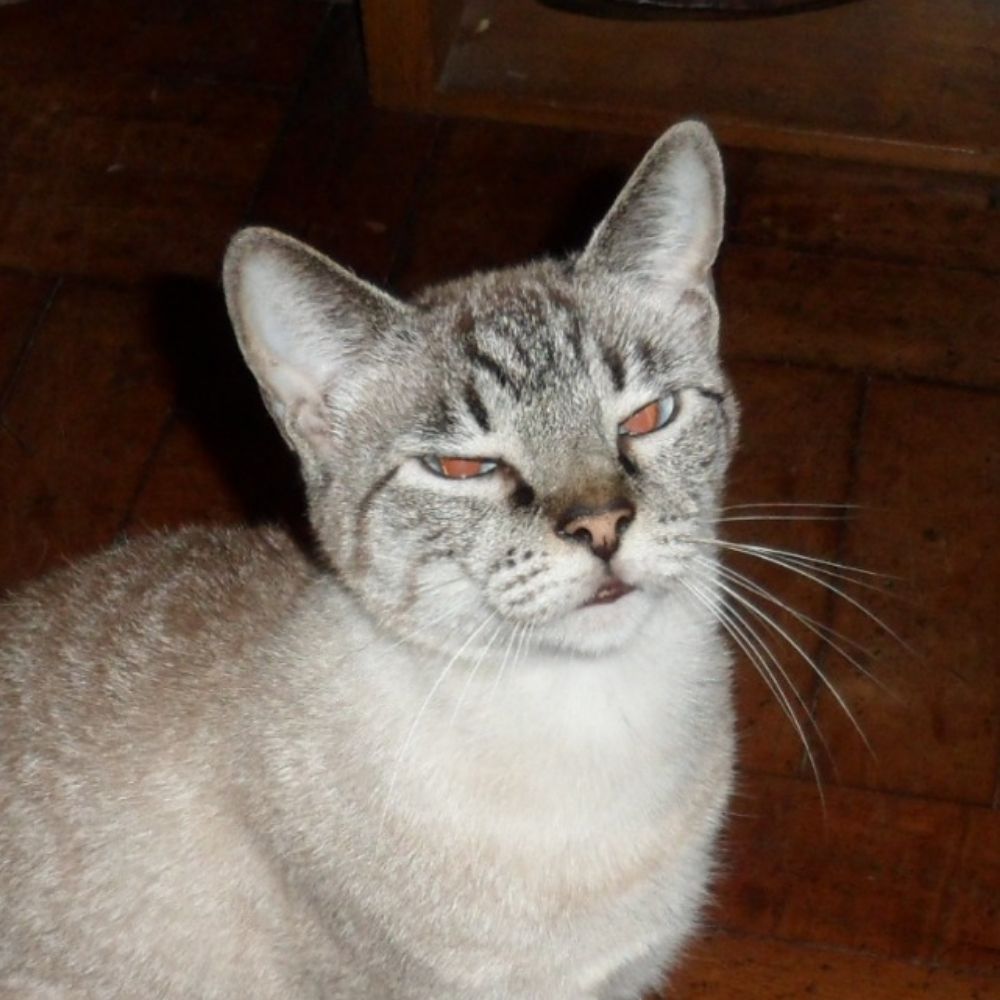 ma