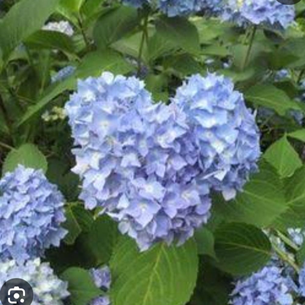 はな