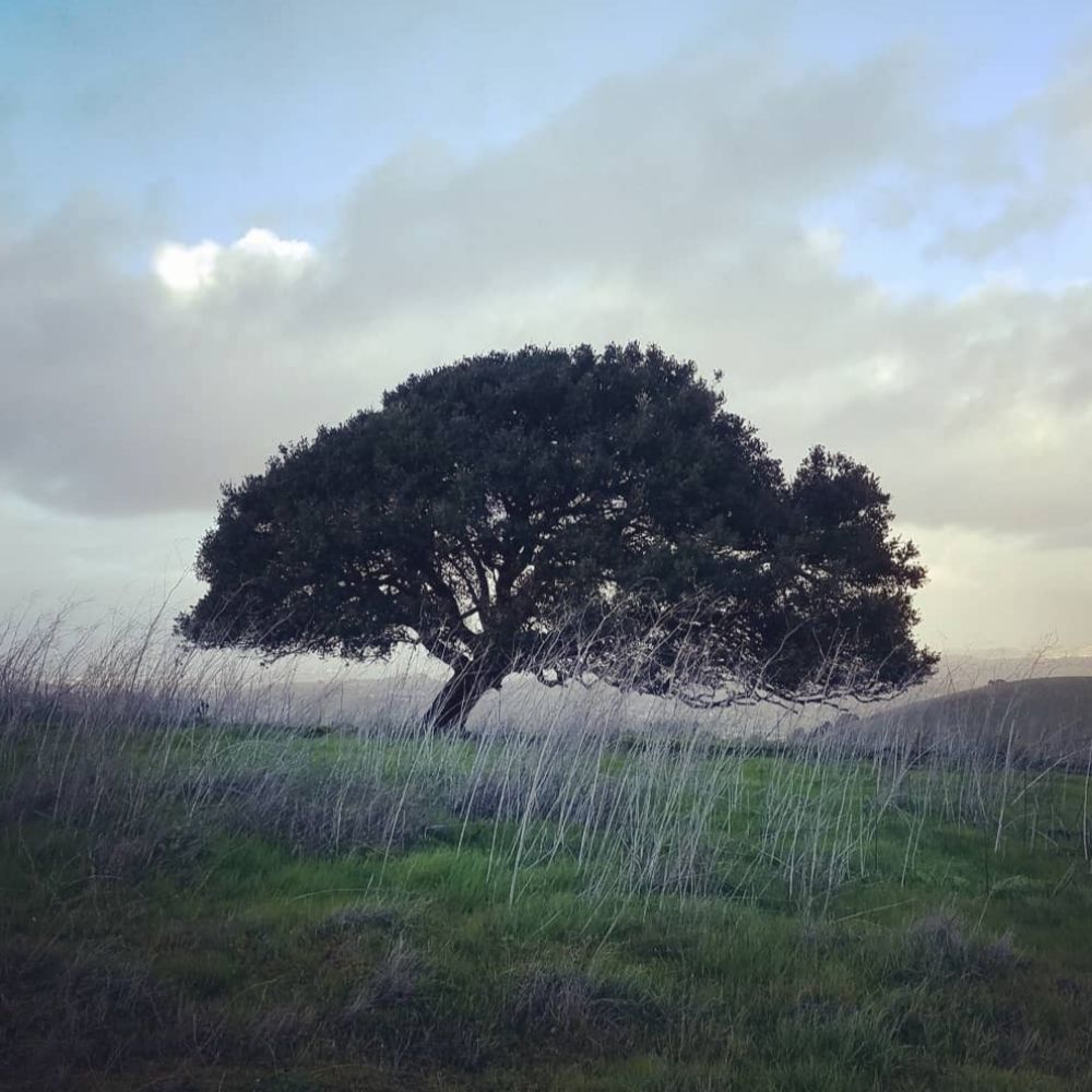 Live Oak