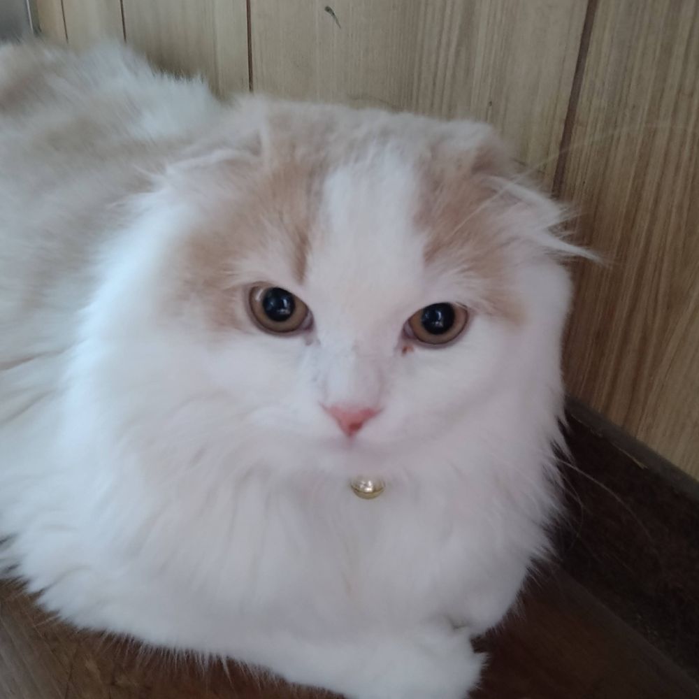 カナタ