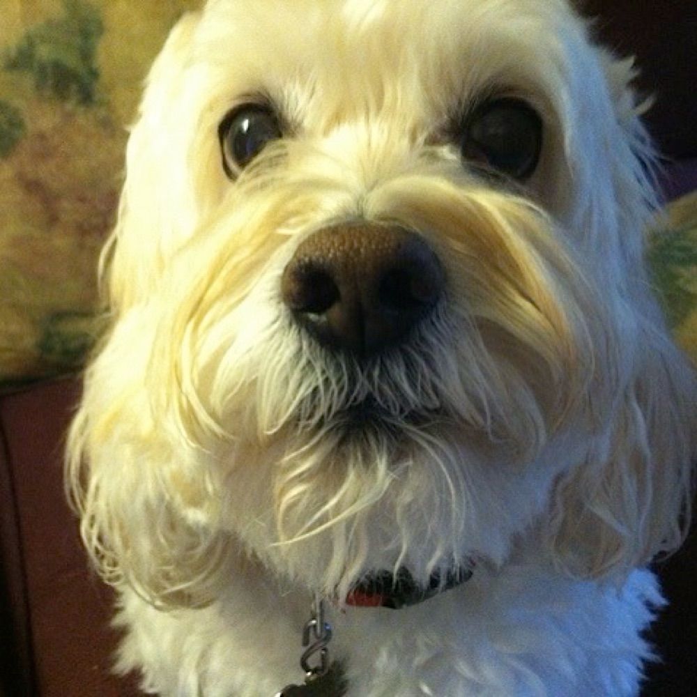 OmniDog