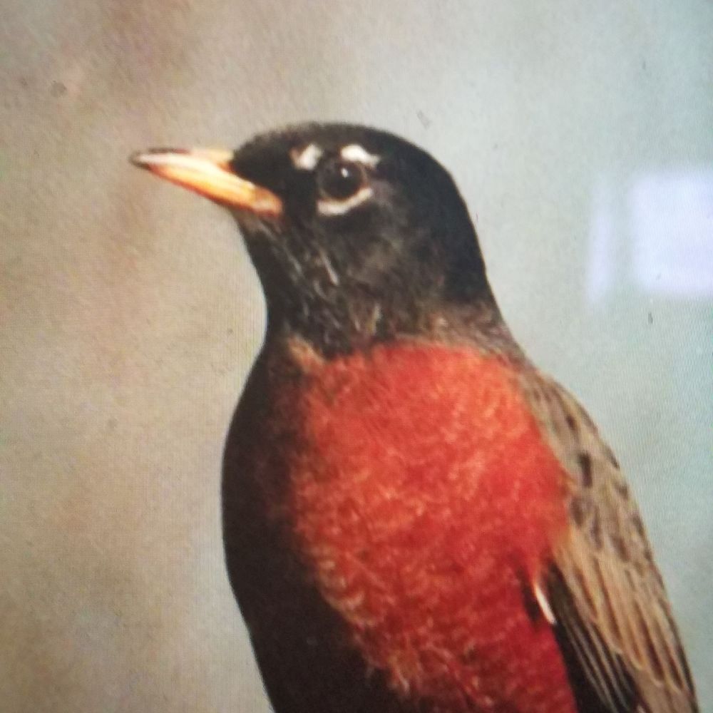 Robin Dally