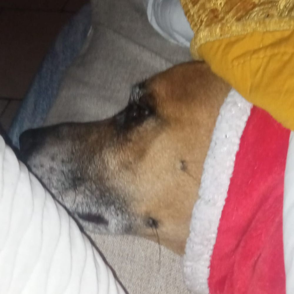OmarioH (Just a dog)